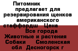 Питомник KURAT GRAD предлагает для резервирования щенков американского стаффордш › Цена ­ 25 000 - Все города Животные и растения » Собаки   . Смоленская обл.,Десногорск г.